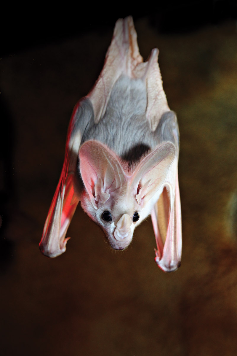 ghost bat 32